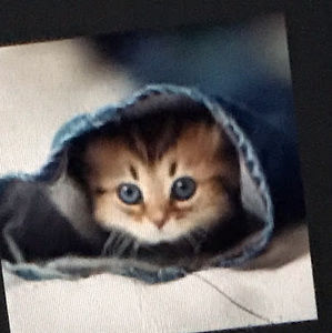 Meet your Posher, Felix